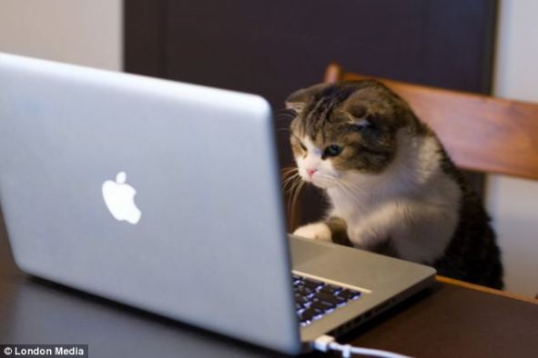 cat looking at screen